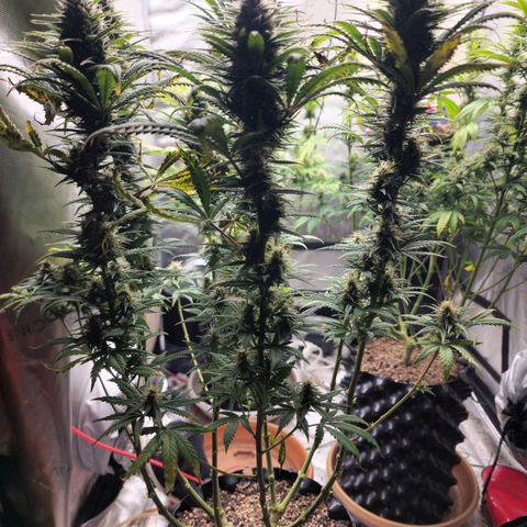 Juicy Fruit #3 growlog timeline photo