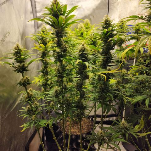 Juicy Fruit #3 growlog timeline photo