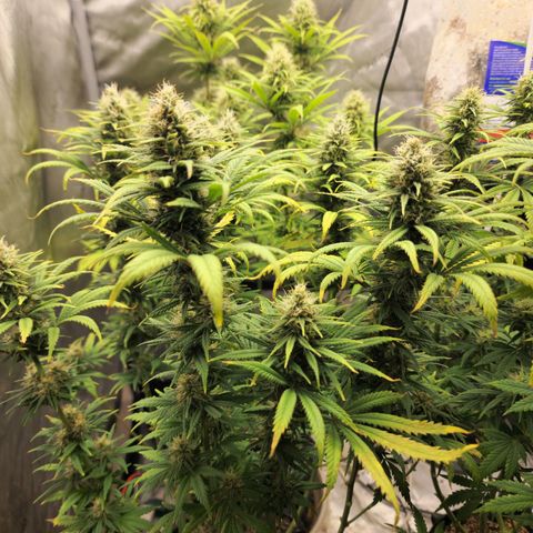Juicy Fruit #3 growlog timeline photo