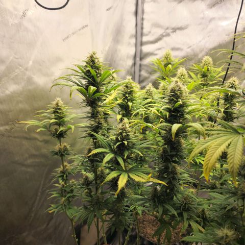 Juicy Fruit #3 growlog timeline photo