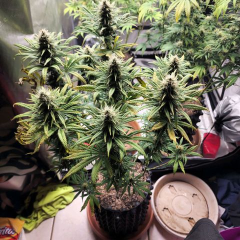 Juicy Fruit #3 growlog timeline photo