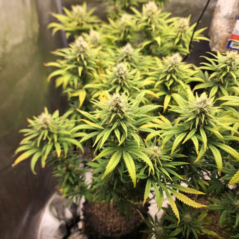 Juicy Fruit #3 growlog timeline photo