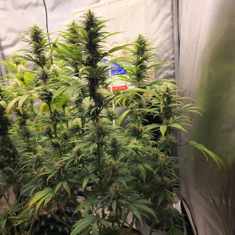 Juicy Fruit #2 growlog timeline photo