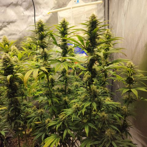 Juicy Fruit #2 growlog timeline photo