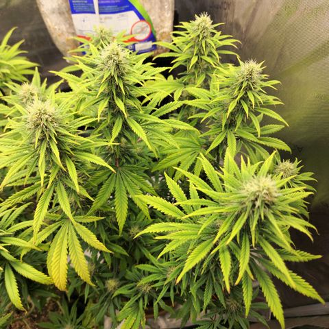 Juicy Fruit #2 growlog timeline photo