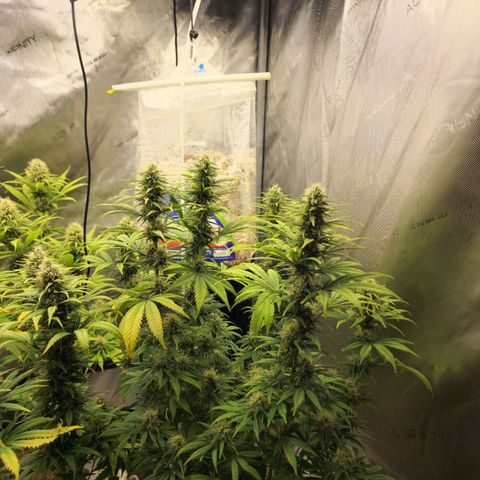 Juicy Fruit #2 growlog timeline photo