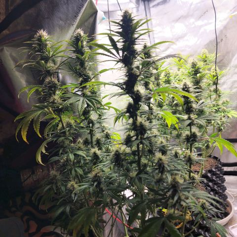 Juicy Fruit #2 growlog timeline photo