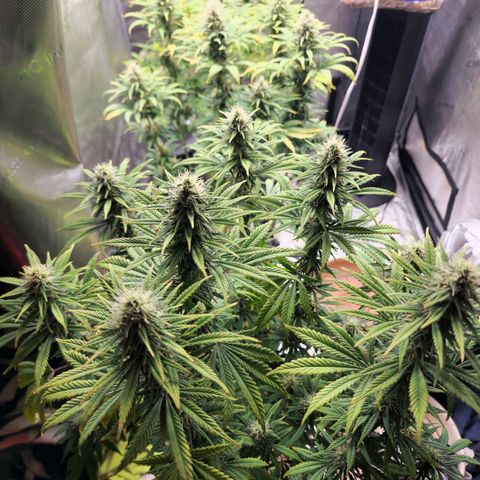 Juicy Fruit #2 growlog timeline photo