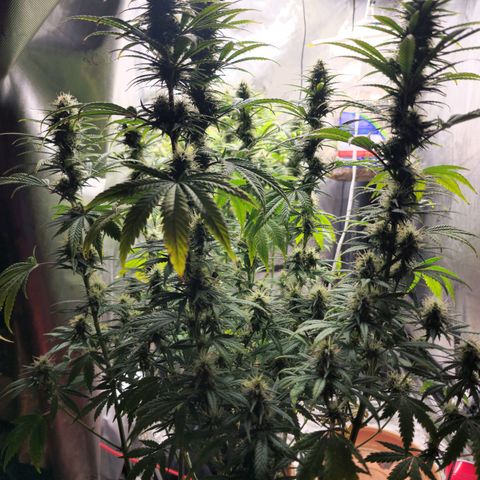 Juicy Fruit #2 growlog timeline photo