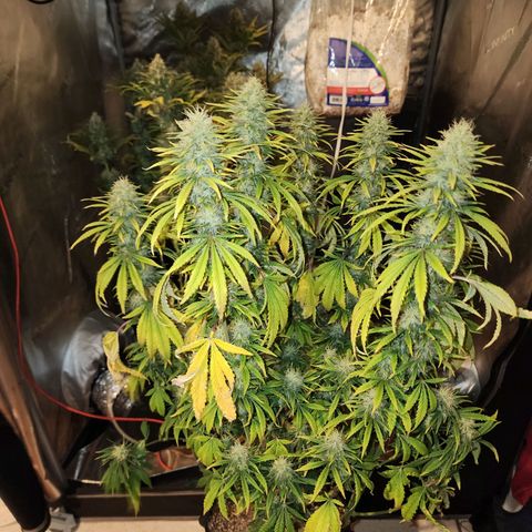 Juicy Fruit #3 growlog timeline photo