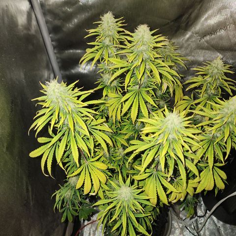 Juicy Fruit #3 growlog timeline photo
