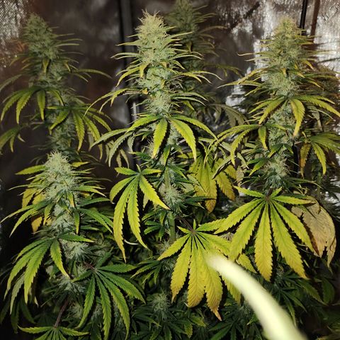 Juicy Fruit #3 growlog timeline photo