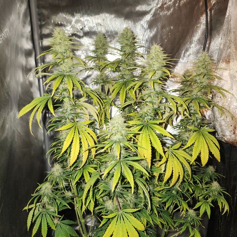 Juicy Fruit #3 growlog timeline photo