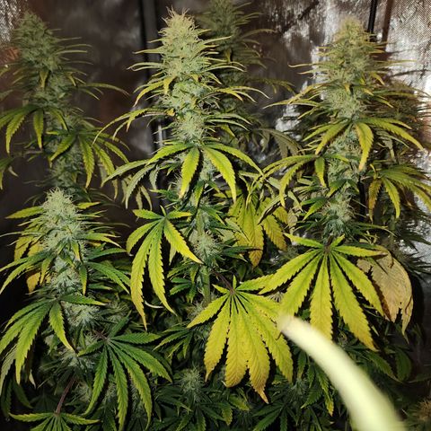 Juicy Fruit #3 growlog timeline photo