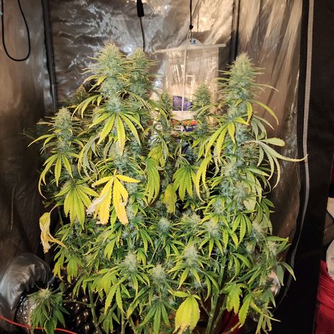 Juicy Fruit #3 growlog timeline photo