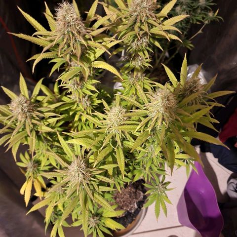 Juicy Fruit #1 growlog timeline photo