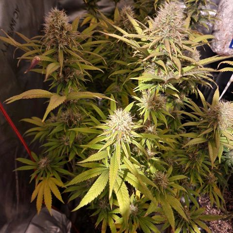 Juicy Fruit #1 growlog timeline photo