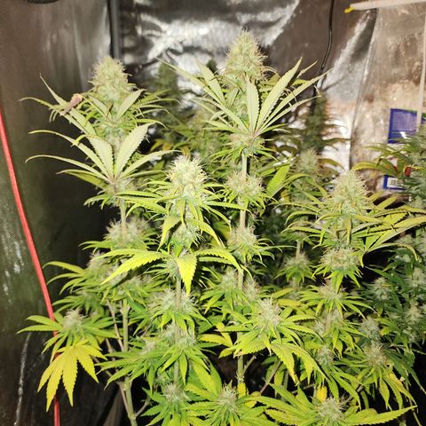 Juicy Fruit #1 growlog timeline photo