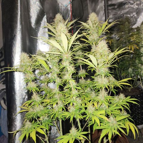 Juicy Fruit #1 growlog timeline photo