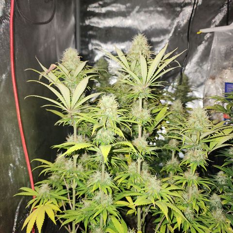 Juicy Fruit #1 growlog timeline photo