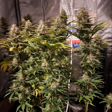 Juicy Fruit #1 growlog timeline photo