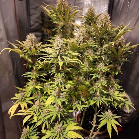 Juicy Fruit #1 growlog timeline photo