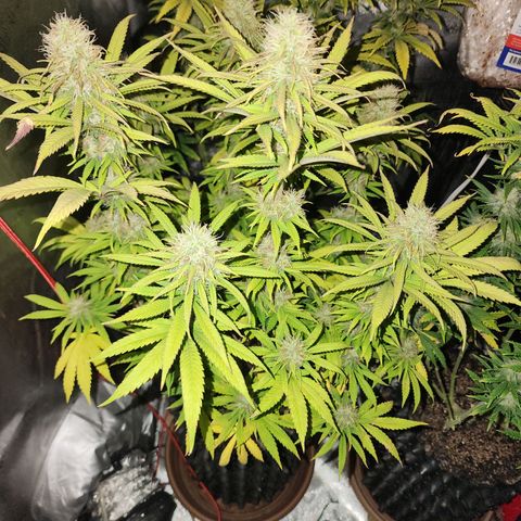 Juicy Fruit #1 growlog timeline photo
