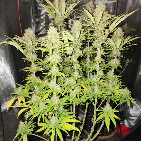 Juicy Fruit #1 growlog timeline photo