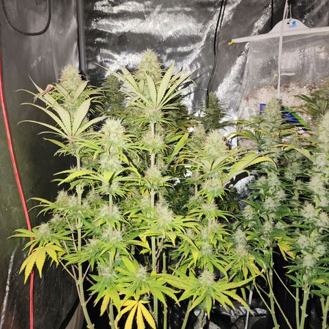 Juicy Fruit #1 growlog timeline photo