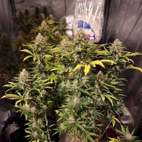 Juicy Fruit #2 growlog timeline photo