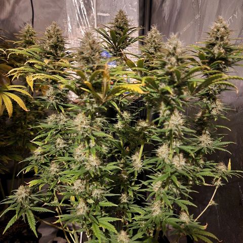 Juicy Fruit #2 growlog timeline photo