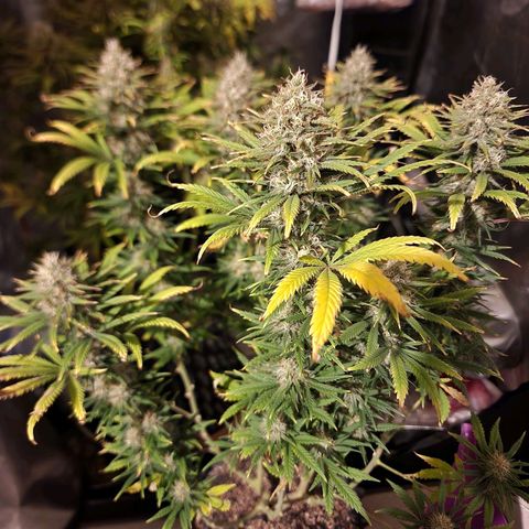 Juicy Fruit #2 growlog timeline photo