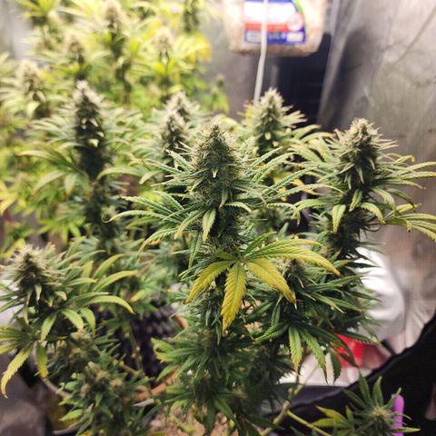 Juicy Fruit #2 growlog timeline photo