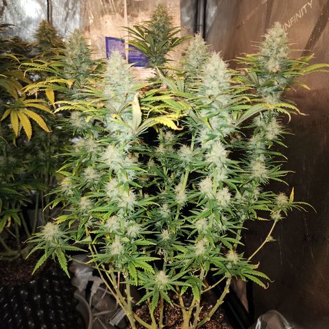 Juicy Fruit #2 growlog timeline photo
