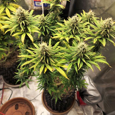 Juicy Fruit #2 growlog timeline photo