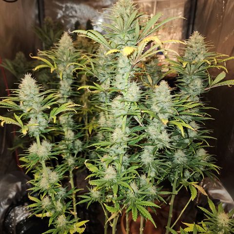 Juicy Fruit #2 growlog timeline photo