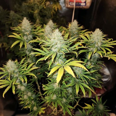 Juicy Fruit #2 growlog timeline photo
