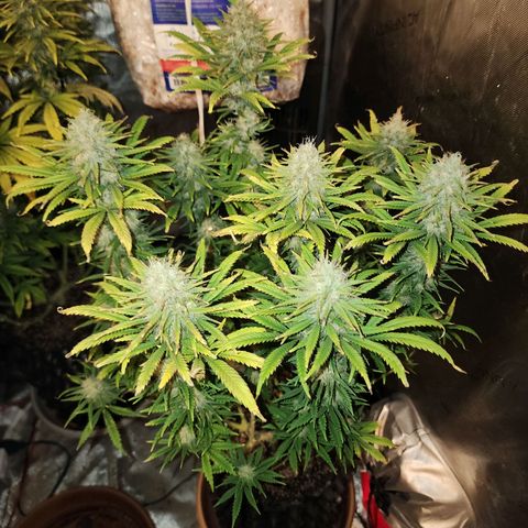 Juicy Fruit #2 growlog timeline photo