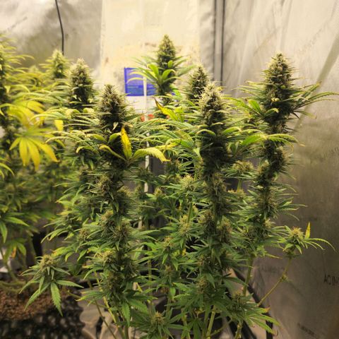 Juicy Fruit #2 growlog timeline photo