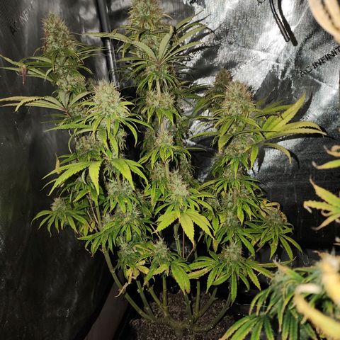 Juicy Fruit #1 growlog timeline photo