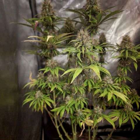 Juicy Fruit #1 growlog timeline photo