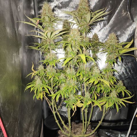 Juicy Fruit #1 growlog timeline photo