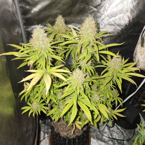 Juicy Fruit #1 growlog timeline photo