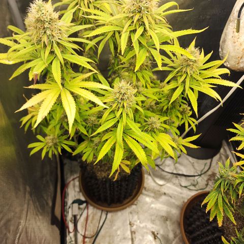 Juicy Fruit #1 growlog timeline photo