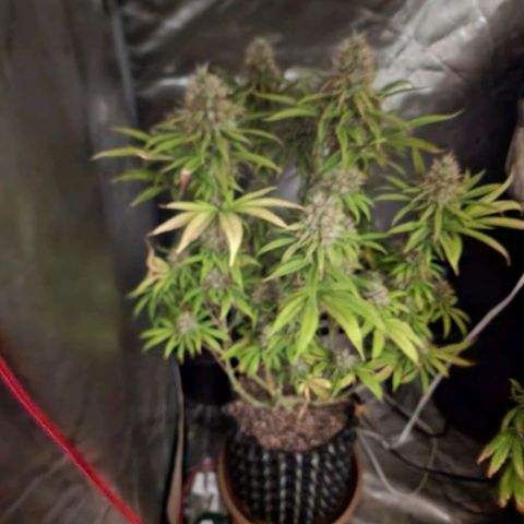 Juicy Fruit #1 growlog timeline photo