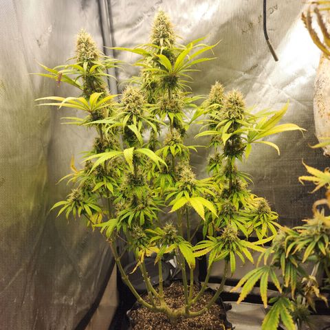 Juicy Fruit #1 growlog timeline photo