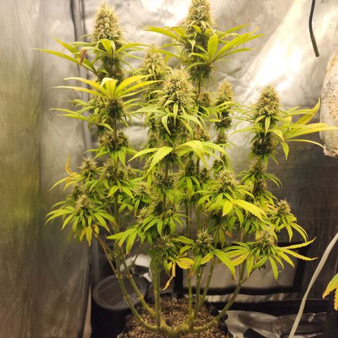 Juicy Fruit #1 growlog timeline photo