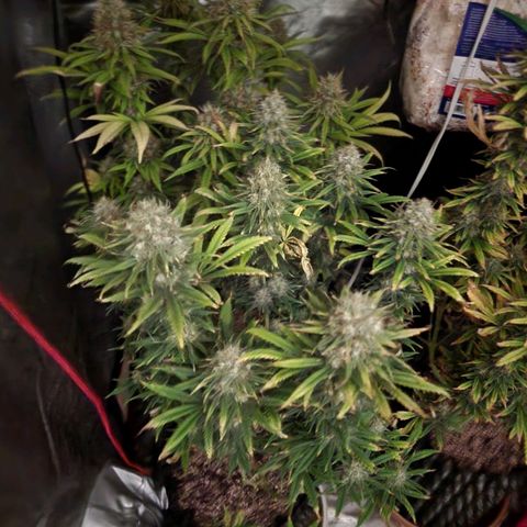 Juicy Fruit #2 growlog timeline photo