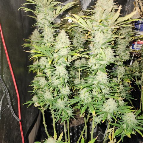 Juicy Fruit #2 growlog timeline photo