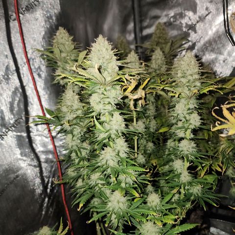 Juicy Fruit #2 growlog timeline photo